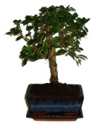 Pokojová bonsaj Carmona microphylla - čaj fuki 316